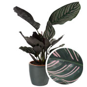 Calathea 'Ornata' + Cubremaceta Antracita